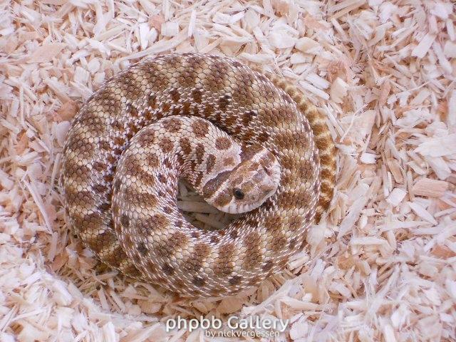 1.0 Heterodon nasicus NZ 9/2010