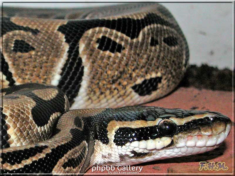 Python regius