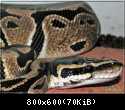 Python regius