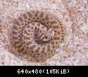 1.0 Heterodon nasicus NZ 9/2010