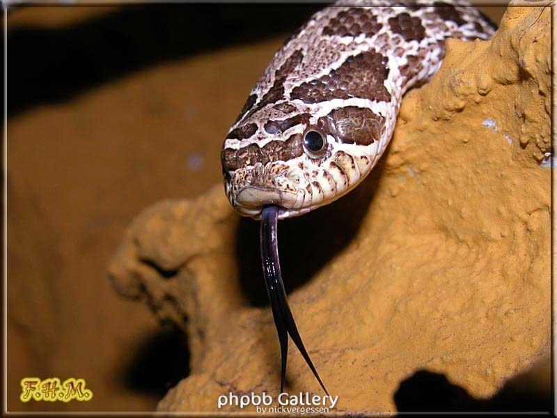 Heterodon nasicus