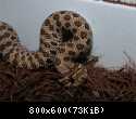 Heterodon nasicus