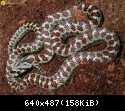 Zamenis situla