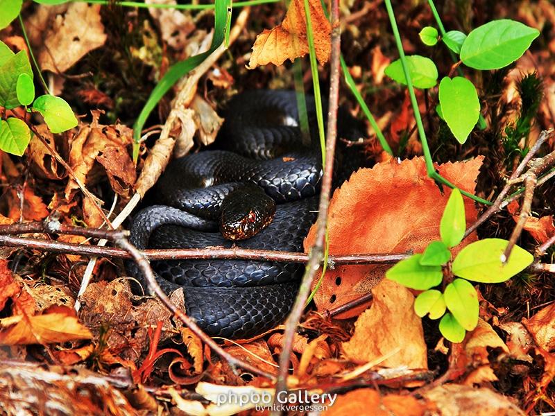 Vipera berus