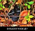 Vipera berus