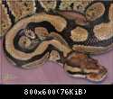 Python regius