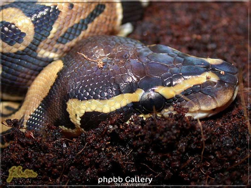 Python regius