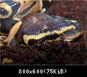 Python regius