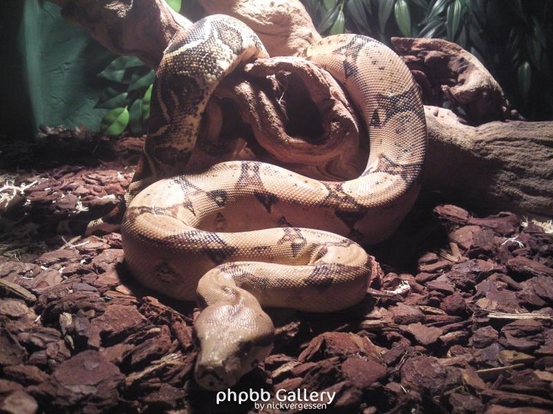 B.C.I. Costa Rica